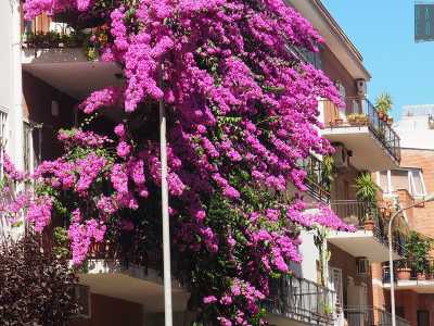 Bari, quella bouganville viola alta 4 piani